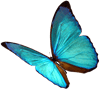 Hypnosis Butterfly