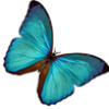 butterfly2 butterfly2